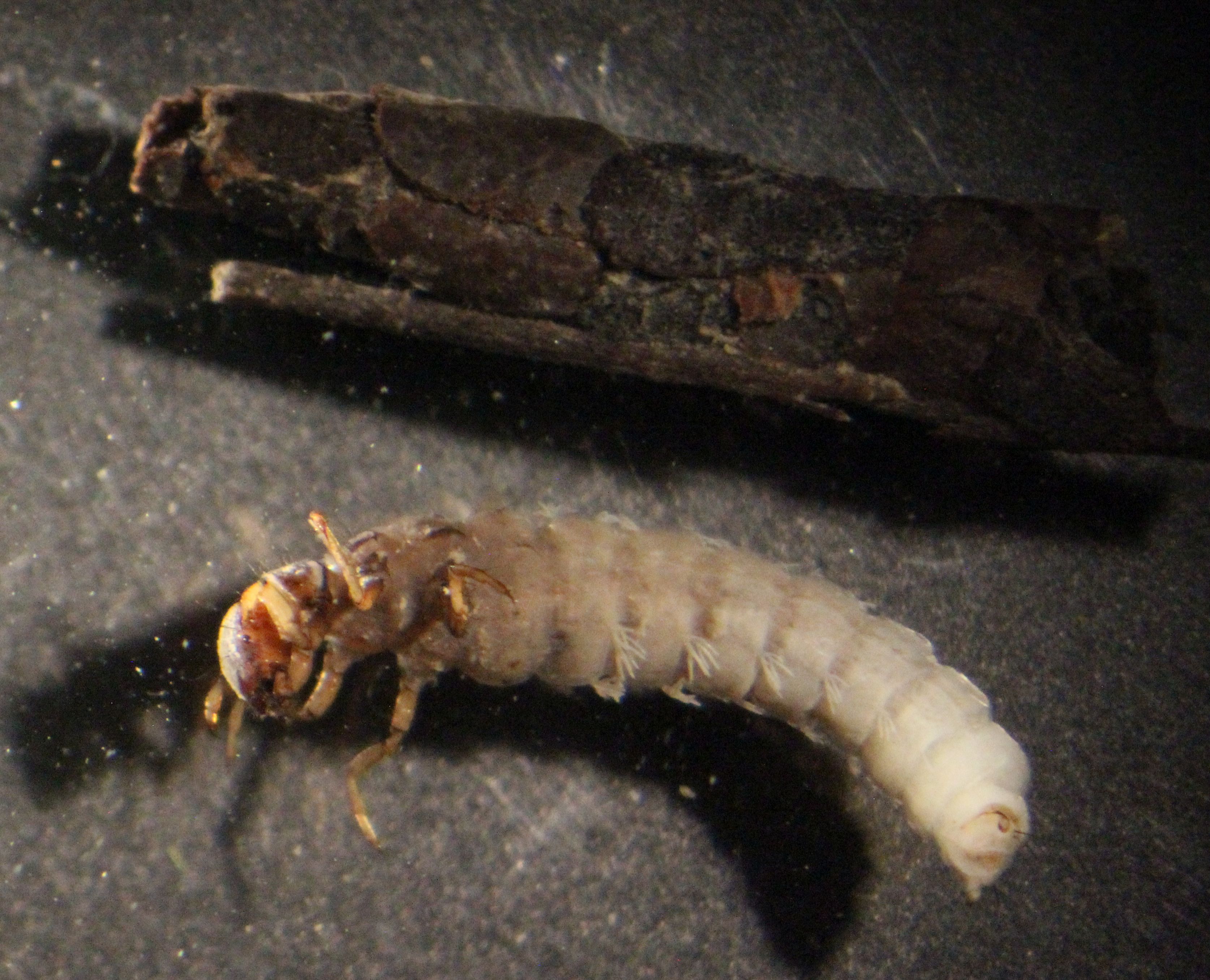 Limnephil
